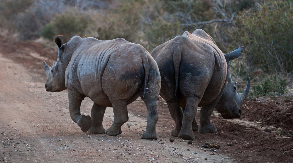 Madikwe Game Reserve White Rhino Duo